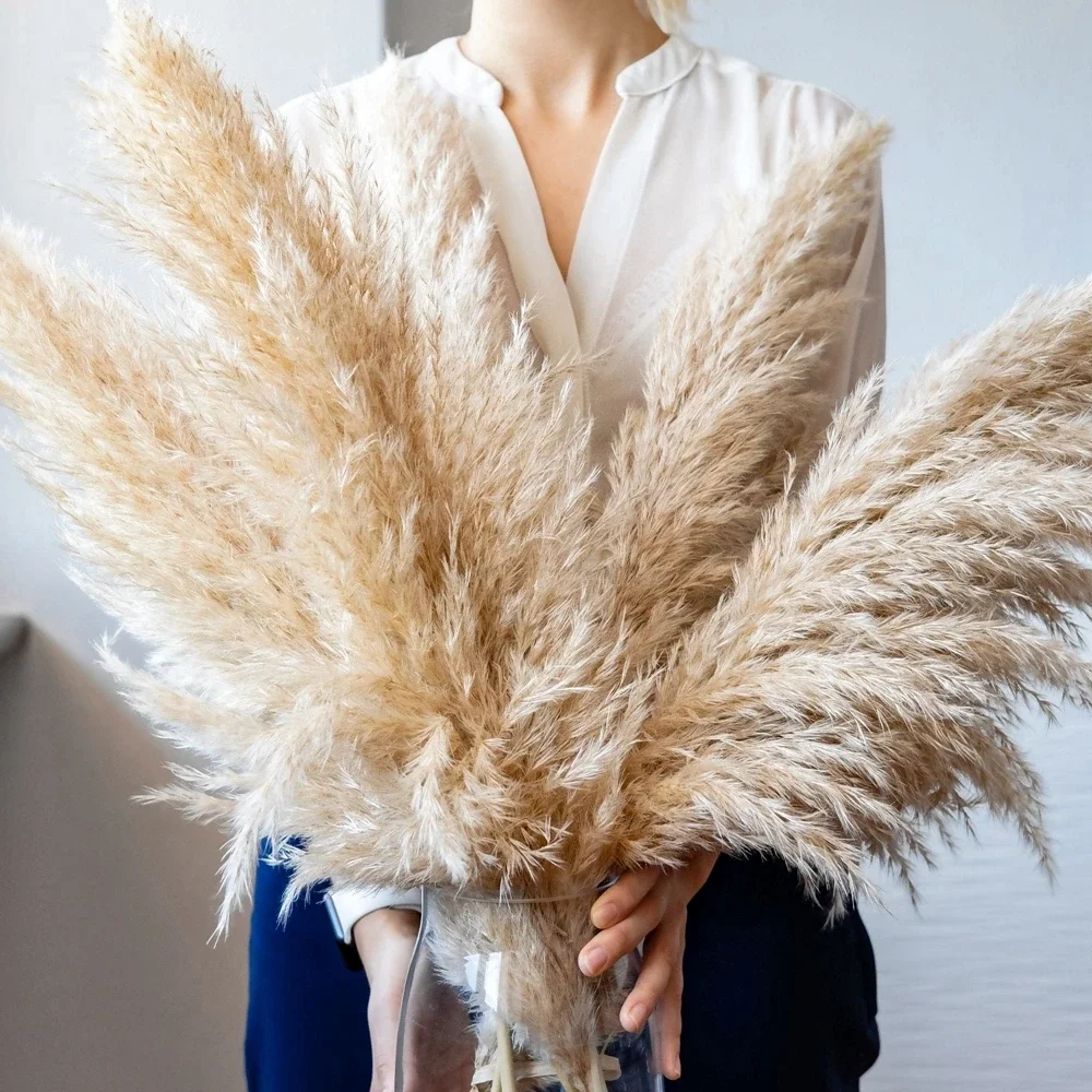 Dried Flower Bulk - Grama de pampas grande e fofa