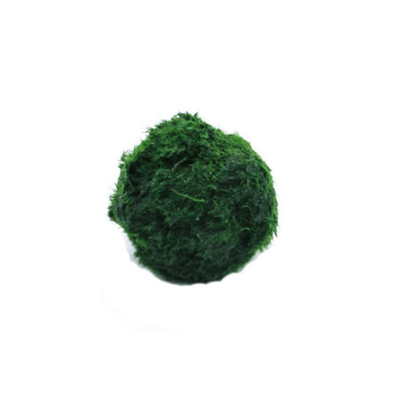 Terrarium Moss Art - Marimo musgo bolas ao vivo aquário