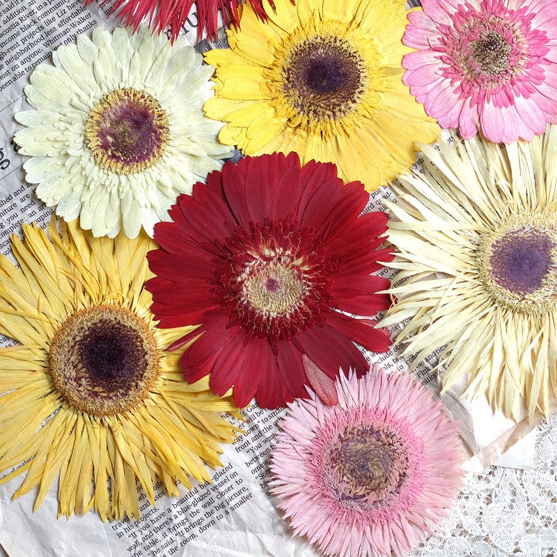 Resin Craft Ideas - 1 peça/7-9cm, gerbera prensada flores secas