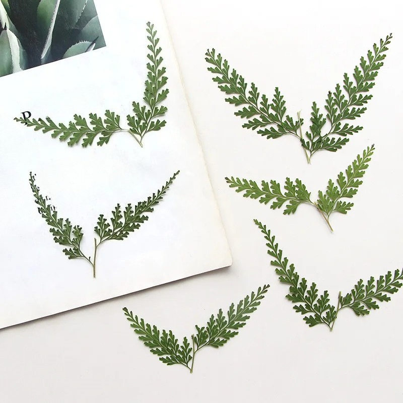Dried Flower Bulk - Ramos de samambaia prensados na natureza,