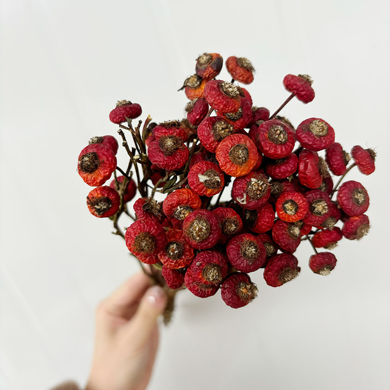 10 Unidades/Conjunto de Flores - Dried Flower Bulk avaliação e preço