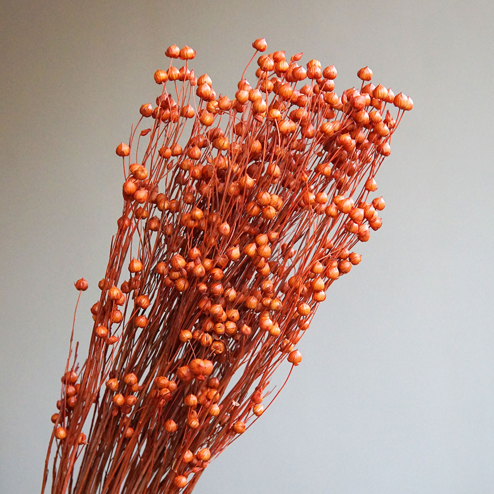 35g/preservado ormosia hosiei  - Dried Flower Bulk avaliação e preço