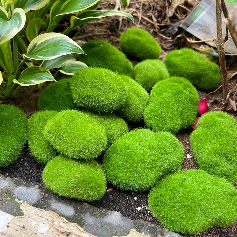 5/30 peças de Pedras de Musgo  - Terrarium Moss Art avaliação e preço