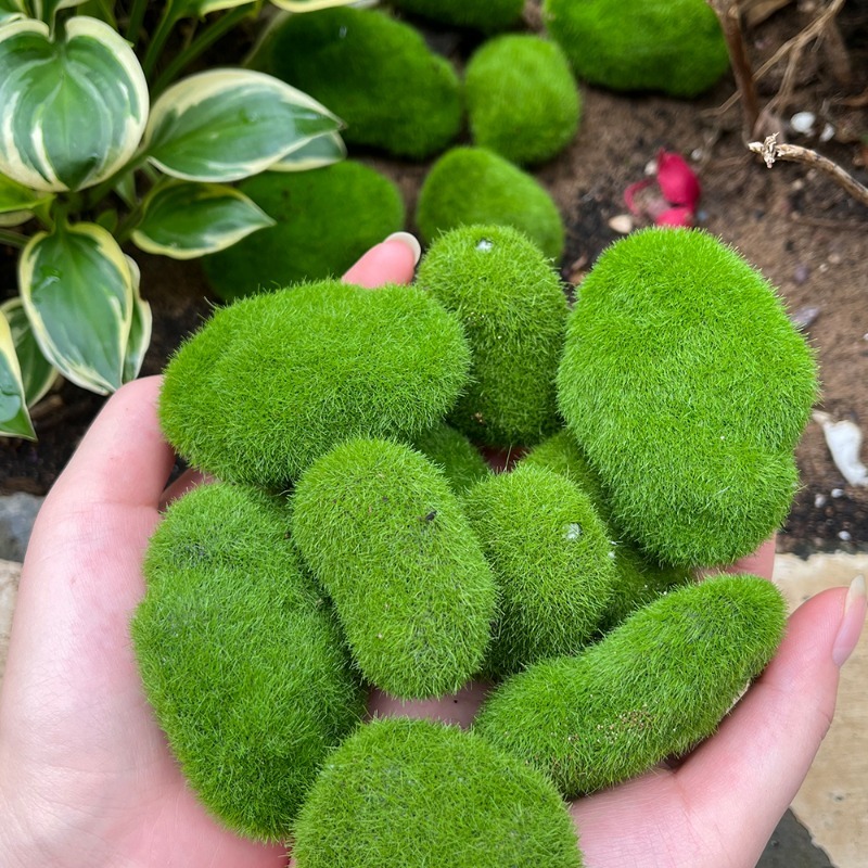 5/30 peças de Pedras de Musgo  - Terrarium Moss Art avaliação e preço