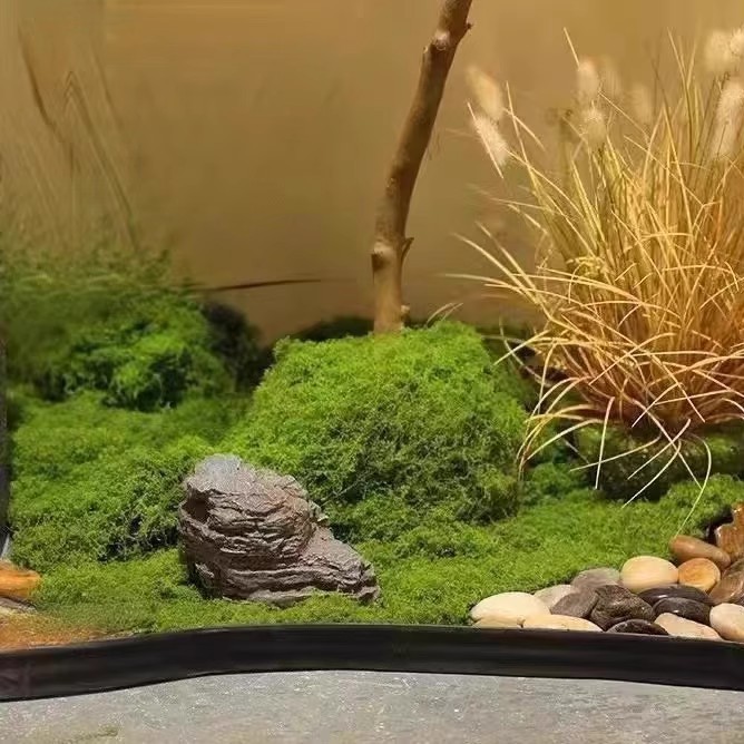 Musgo da Vida Eterna 200g para - Terrarium Moss Art avaliação e preço