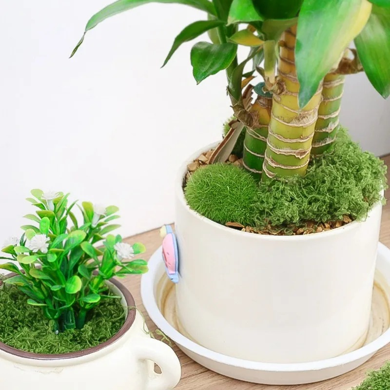 Musgo Artificial Realista 30/3 - Terrarium Moss Art avaliação e preço