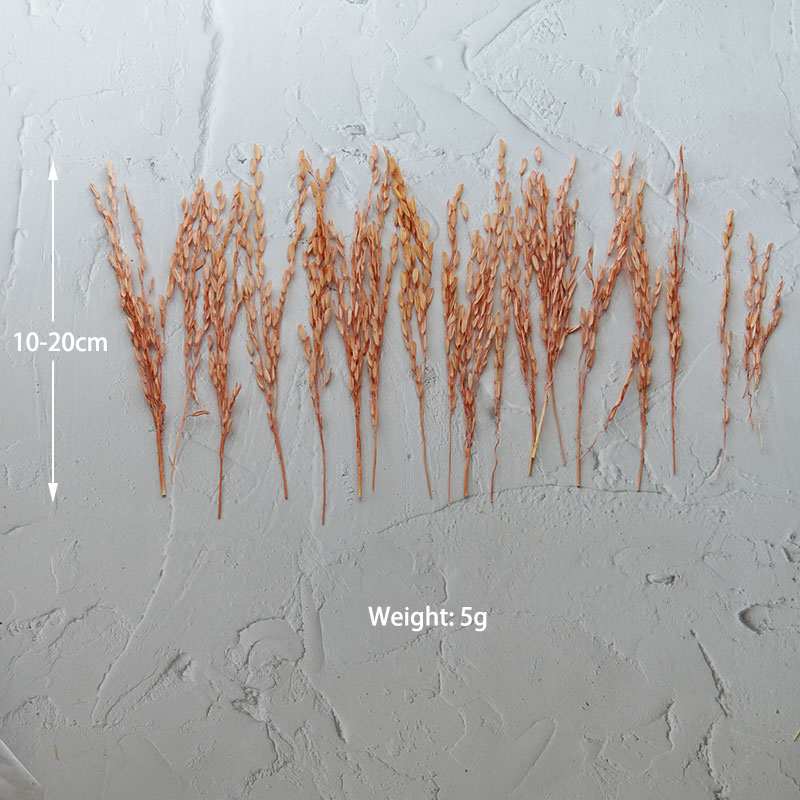 5g/banco tingido flores natura - Dried Flower Bulk avaliação e preço