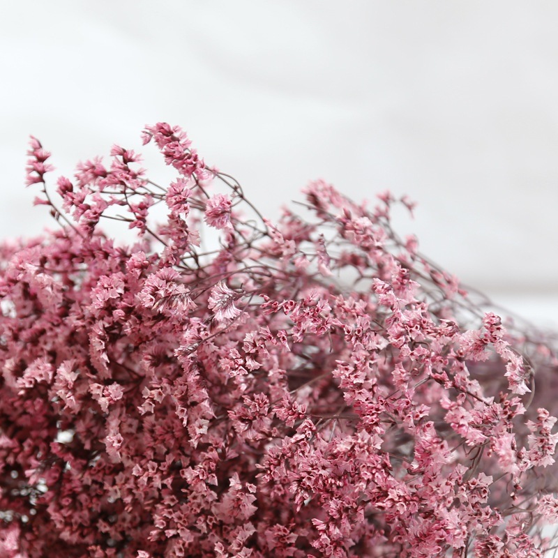 Natural fresco seco preservado - Dried Flower Bulk avaliação e preço