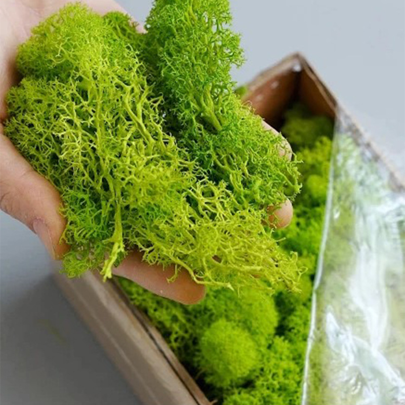 Musgo da Vida Eterna 100/200/5 - Terrarium Moss Art avaliação e preço
