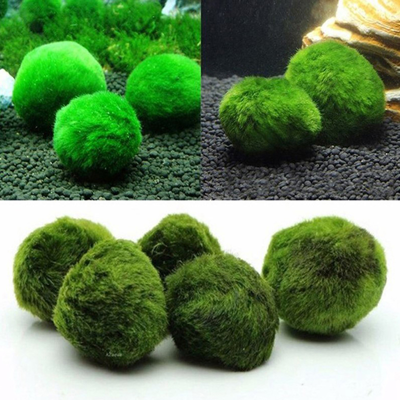 Marimo musgo bolas ao vivo aqu - Terrarium Moss Art avaliação e preço