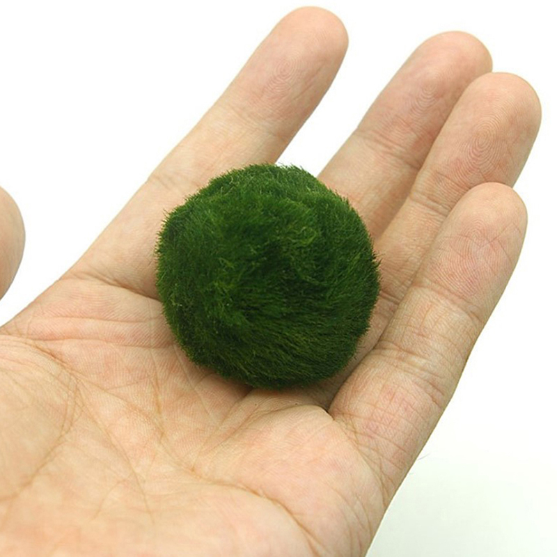 Marimo musgo bolas ao vivo aqu - Terrarium Moss Art avaliação e preço