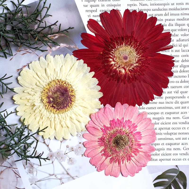 1 peça/7-9cm, gerbera prensada - Resin Craft Ideas avaliação e preço