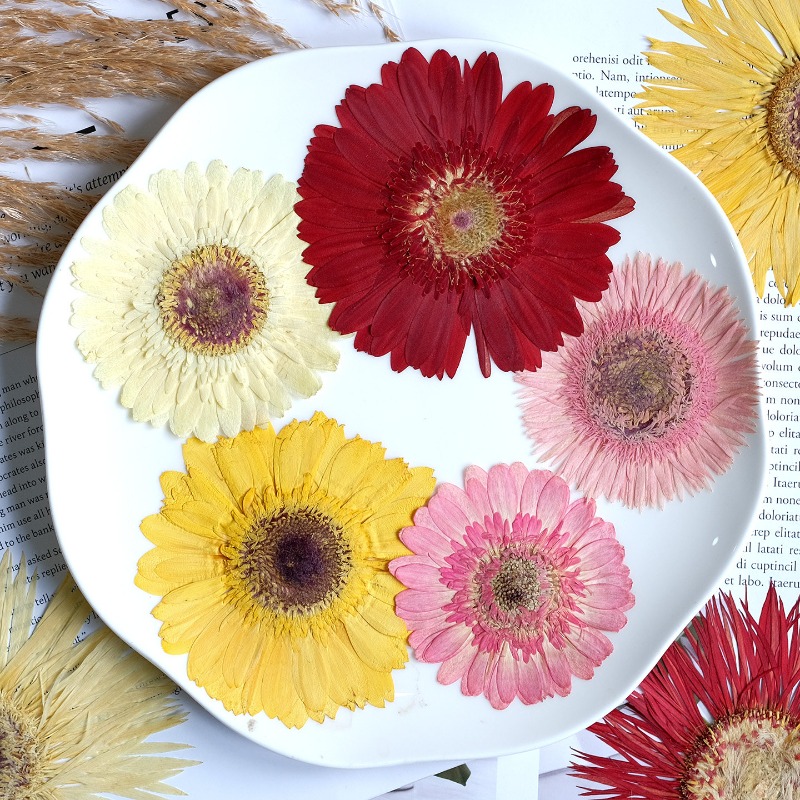 1 peça/7-9cm, gerbera prensada - Resin Craft Ideas avaliação e preço
