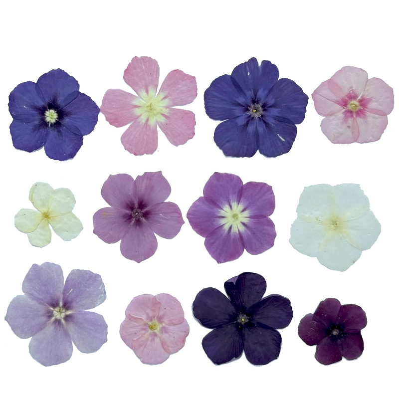 12 peças, nicho semi-transpare - Resin Craft Ideas avaliação e preço