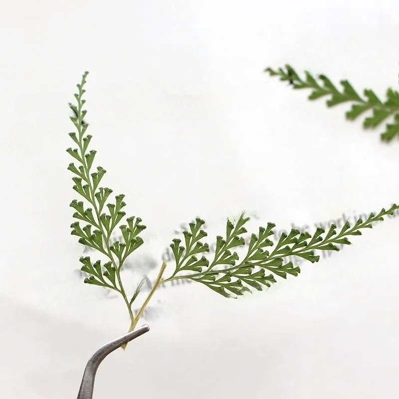 Ramos de samambaia prensados n - Dried Flower Bulk avaliação e preço